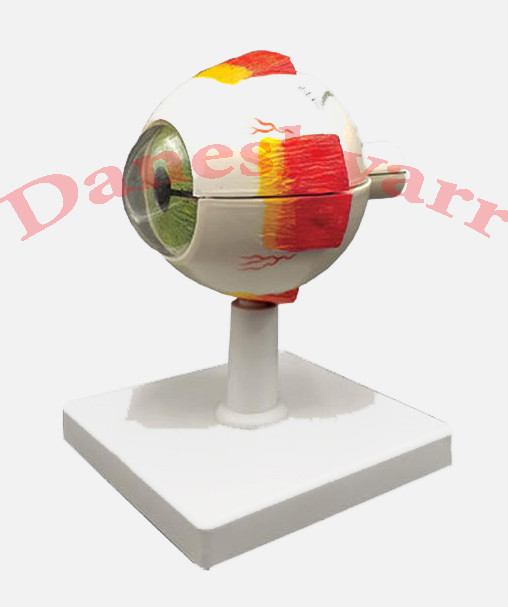 آناتومی چشم کوچک ( 10 برابر اندازه طبیعی)