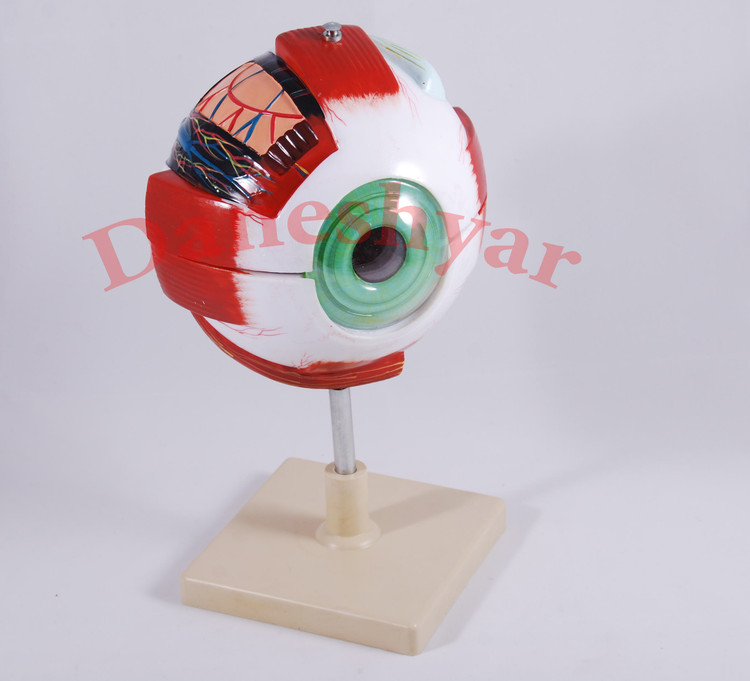 مدل مولاژ کره چشم انسان مدل 20Life-size